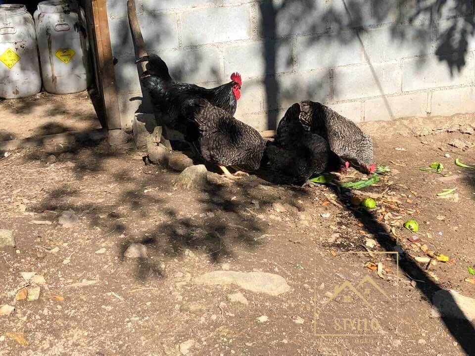 Sítio, 4 quartos, 215 m² - Foto 9