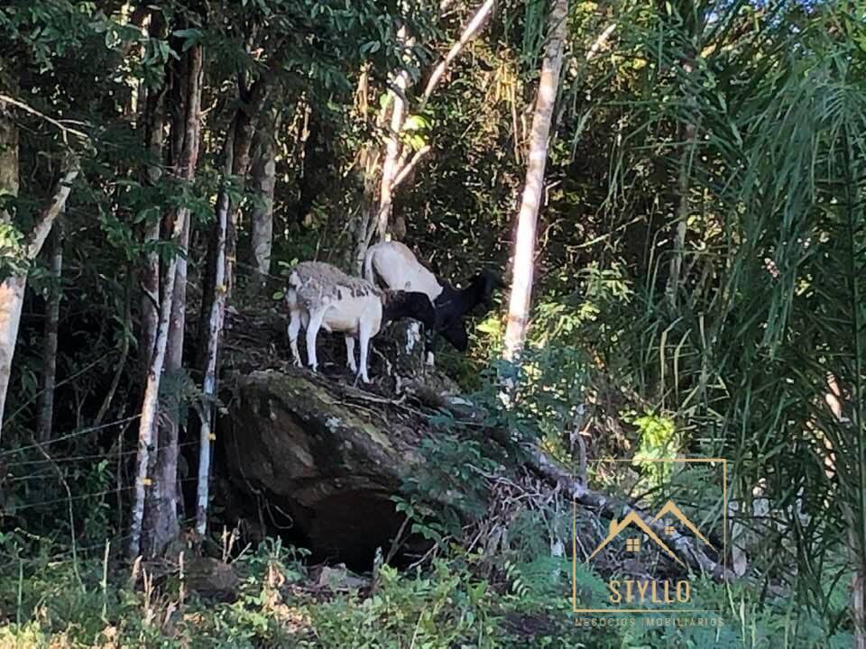 Sítio, 4 quartos, 215 m² - Foto 10