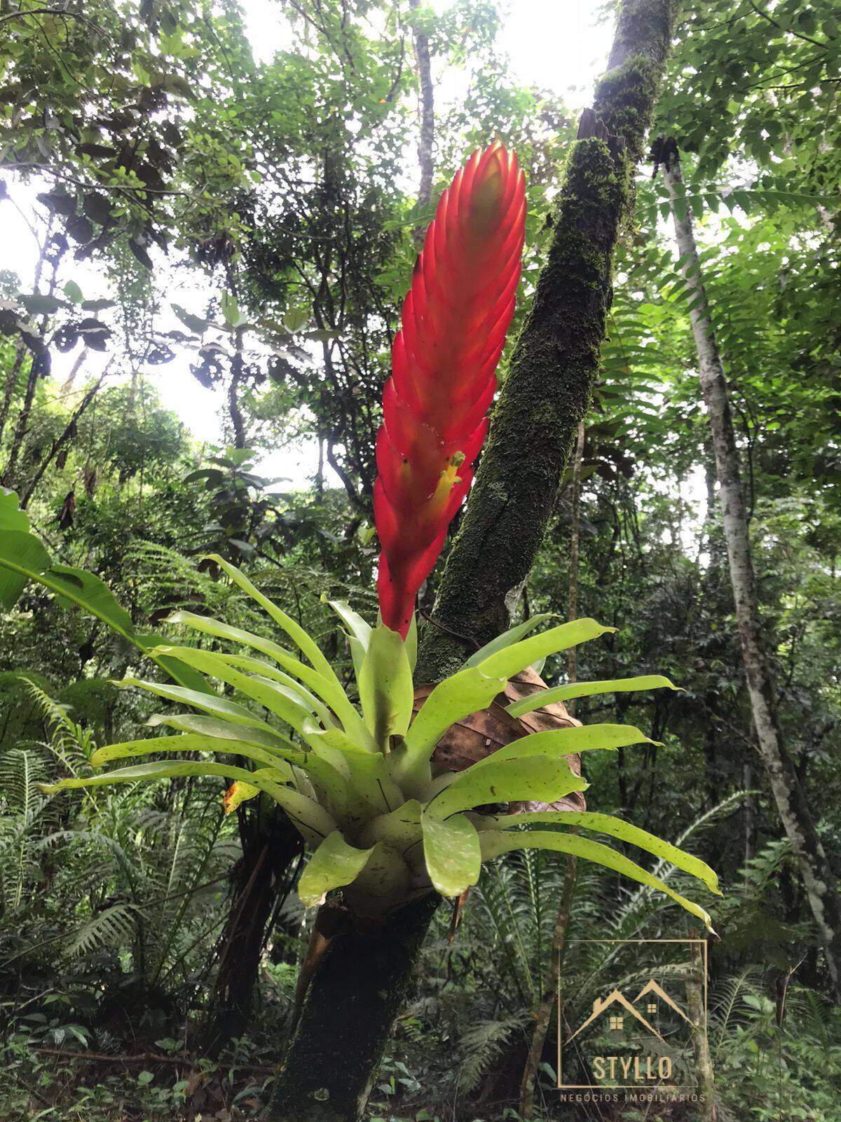 Sítio, 4 quartos, 215 m² - Foto 7