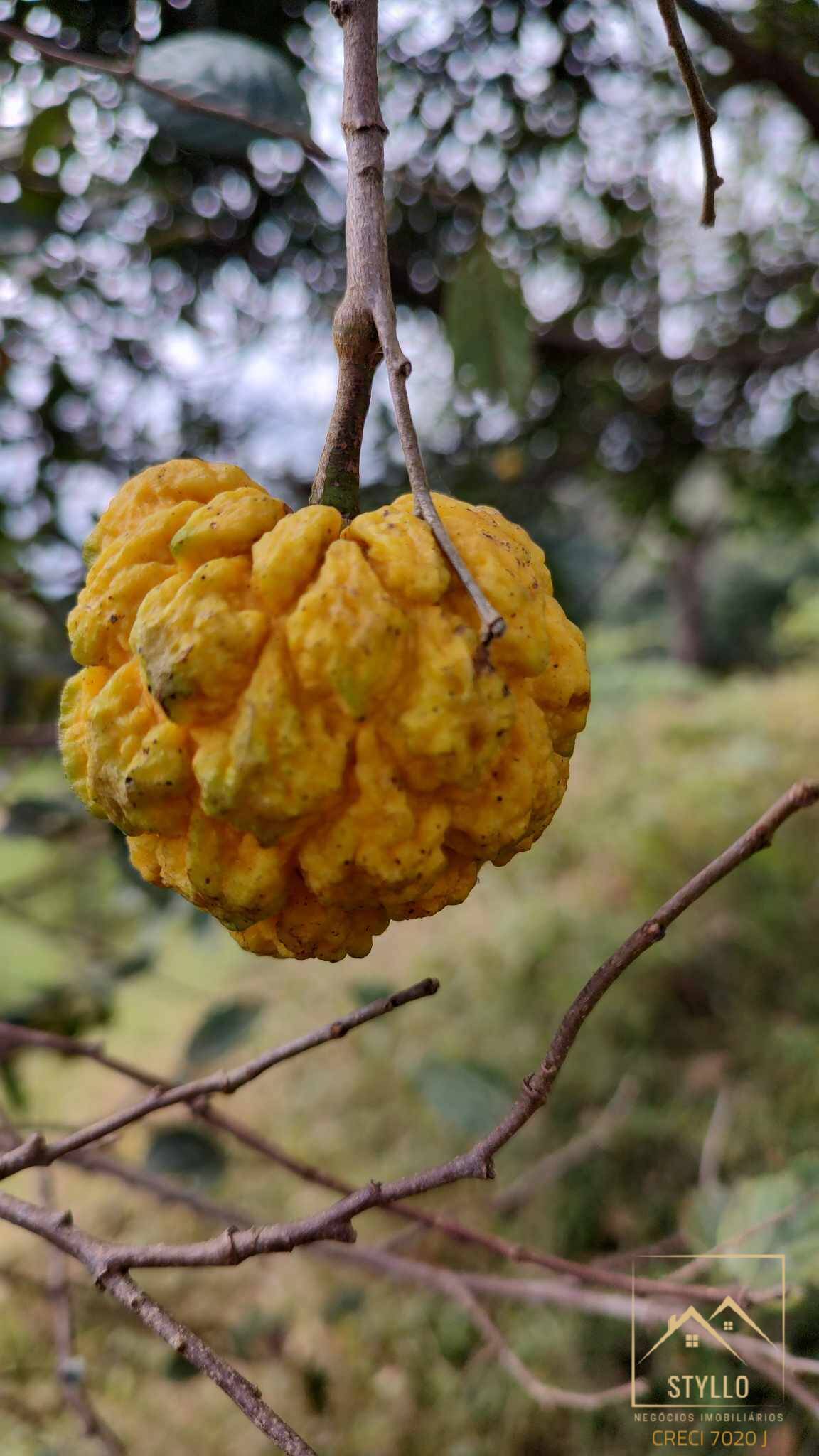 Sítio, 3 quartos, 12 hectares - Foto 20