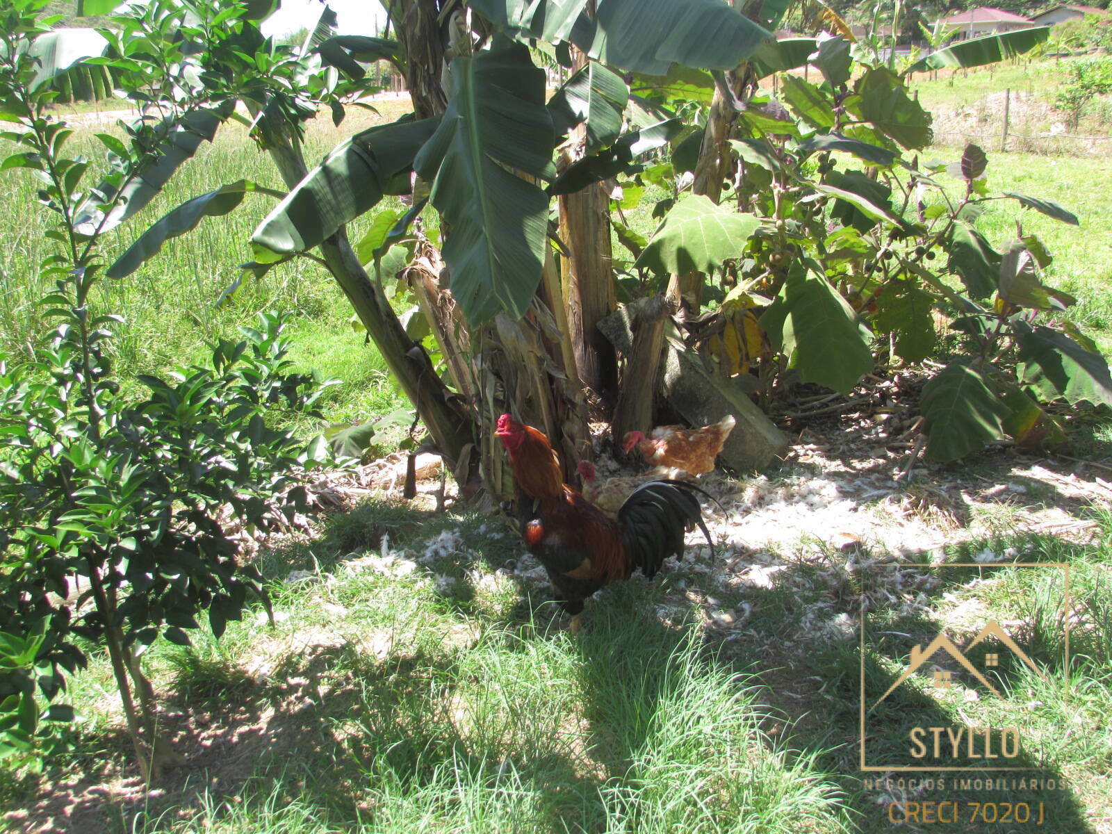 Chácara, 3 quartos, 6 hectares - Foto 41