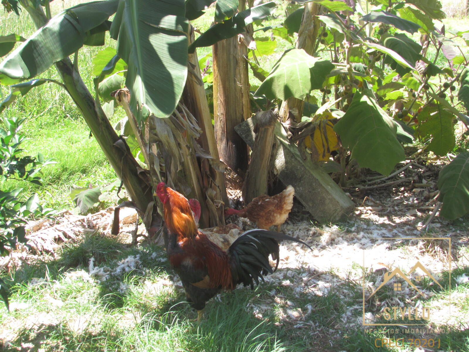 Chácara, 3 quartos, 6 hectares - Foto 49