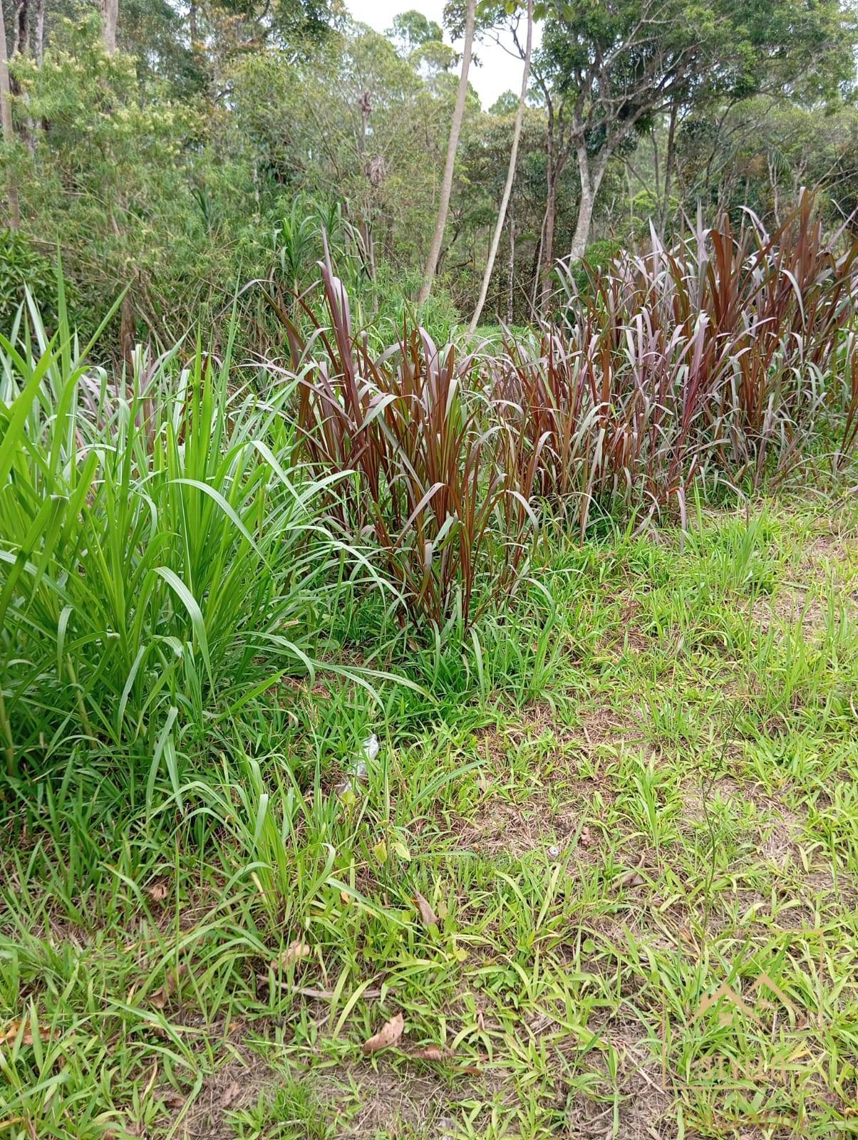 Terreno, 2 hectares - Foto 29